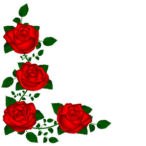 葡萄树的红玫瑰