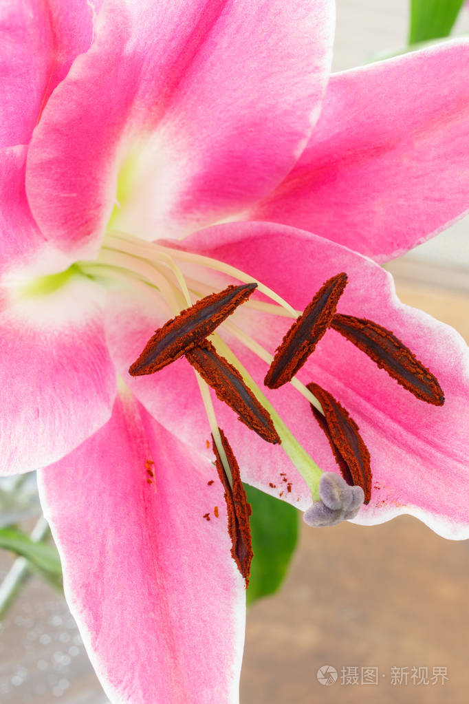 一朵百合花的特写镜头雌蕊和雄蕊的一朵花