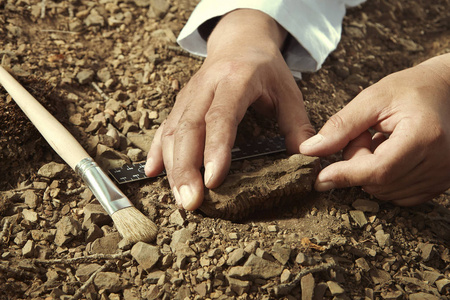 科学家拾起三叶虫化石发现从地面