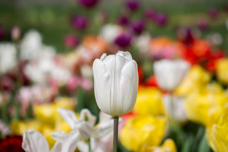 春园盛开的七彩郁金香花