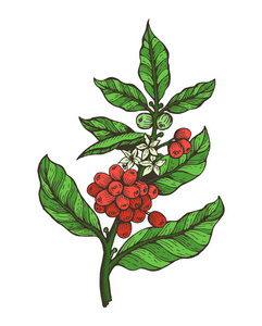 咖啡树五颜六色植物向量例证照片