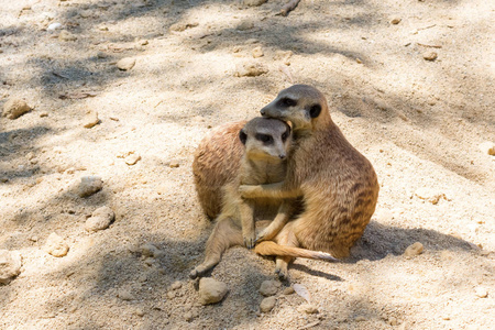 Merkats 显示感情