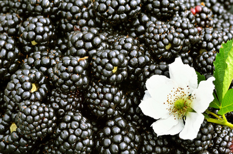 黑莓背景有一朵花