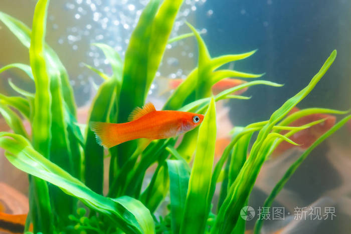 小红鱼与绿色植物在鱼缸或水族馆水下生活概念