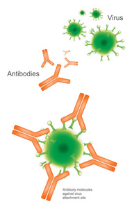 抗体和病毒。说明医疗保健和医疗图表