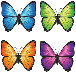 常见的四个环蝴蝶图片