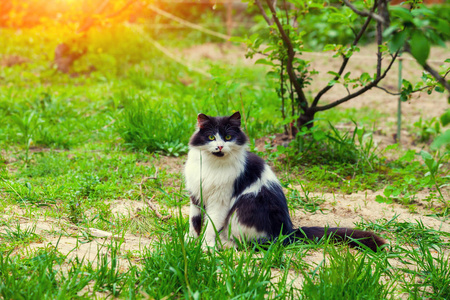 坐在花园里的猫