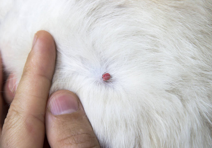 一只家养猫猫的白大衣一只手被咬的红血螨照片