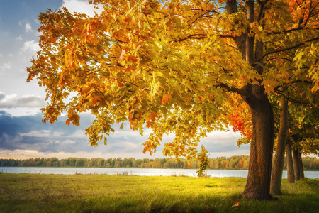 秋天的风景。秋天公园的黄色树木, 晚上温暖的阳光的惊人的看法。绿草甸, 树上五颜六色的树叶。秋天在公园自然