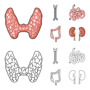甲状腺, 脊柱, 小肠, 大肠。人体器官集合图标卡通, 轮廓风格矢量符号股票插画网站