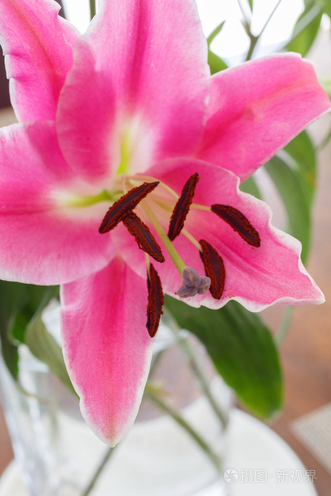 一朵百合花的特写镜头.雌蕊和雄蕊的一朵花