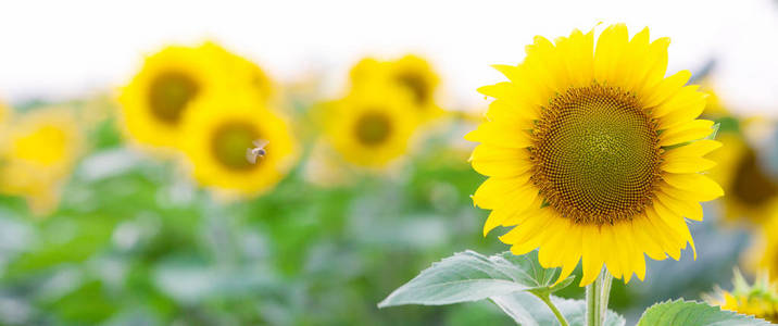 金色 Sunflowerfield 和蓝天的美妙风景全景