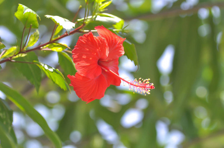 中国玫瑰或芙蓉