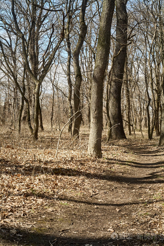 光秃秃的春天树