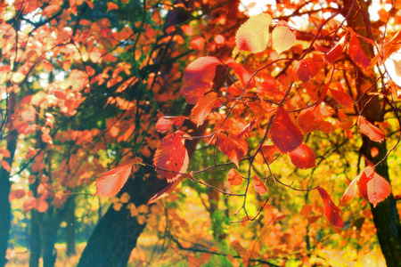秋天五颜六色的鲜艳的树木背景。晴朗的日子里鲜艳的树叶, 复制空间