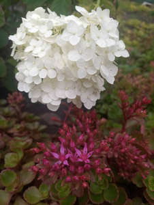 带白色花朵的小美丽的紫色花朵