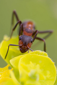 蚂蚁在黄色花特写