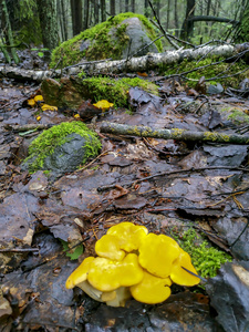 Chanterelles 蘑菇在野外, 在老森林里