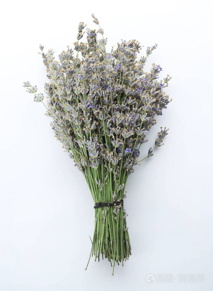 美丽盛开的薰衣草花白色背景