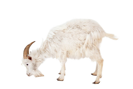 接吻的山羊孤立在白色背景上的白山羊照片