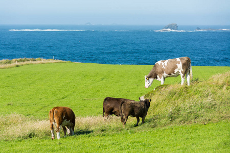 爱尔兰的 Landascapes。马林头在多内加尔。奶牛放牧