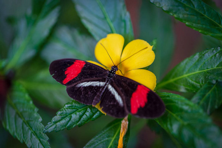 黄色花朵上的黑红蝴蝶