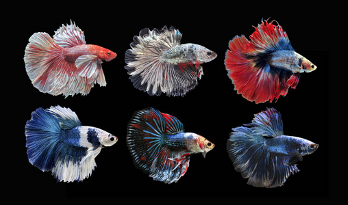 五颜六色的鱼打暹罗, 五颜六色的尾巴, 突出的动作, 良好的姿态照片