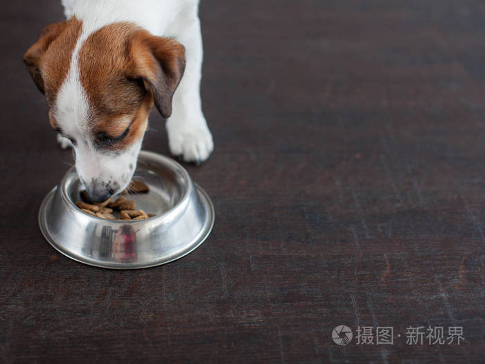 狗吃碗里的食物.小狗 jackrussell terier 狗粮