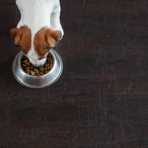 狗吃碗里的食物。小狗 jackrussell terier 狗粮