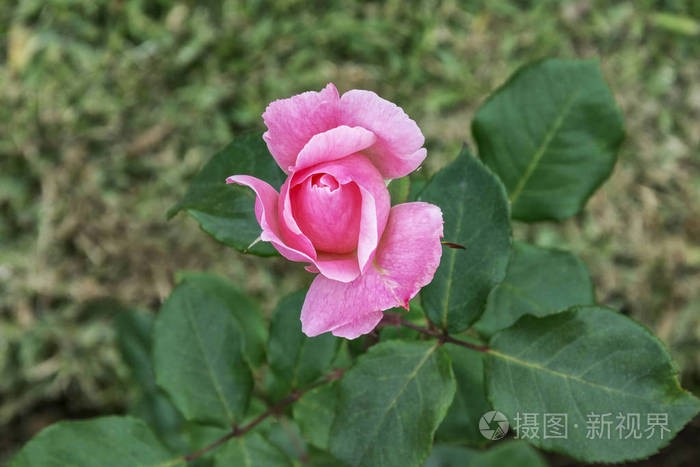 玫瑰芽上的茎关闭在一个绿色的模糊叶背景顶部视图