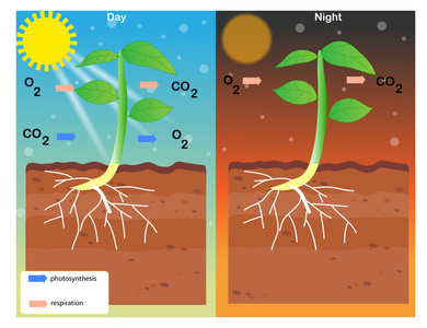 植物的光呼吸过程图图片