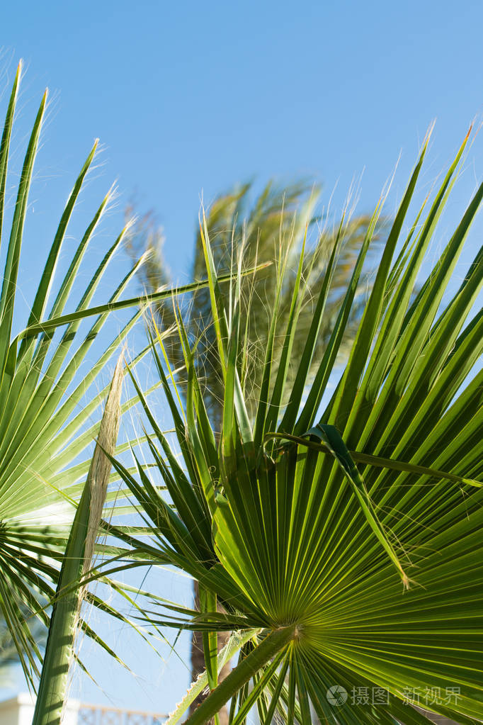 绿色棕榈树对天空, 风景