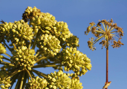 野芹菜瑞典 gotland 岛海滨的当归,当归 archangelica litoralis照片