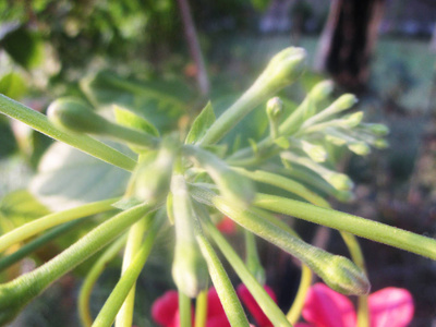 美丽的自然, 五颜六色的花朵