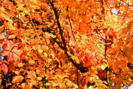 秋天鲜艳多彩的树木背景。明媚的树叶在晴朗的日子里, 复制空间