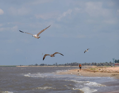 一个男人沿着海边走, 海鸥在岸边飞翔。