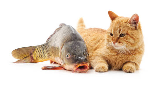 猫爱上鱼头像图片