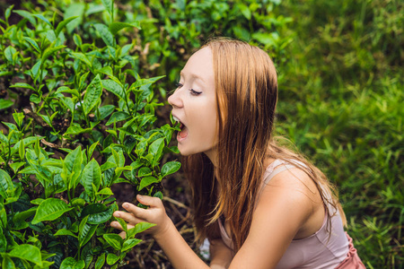 美丽的年轻女性游客在茶园。马来西亚金马伦高原茶园天然精选, 新鲜茶叶。生态旅游理念