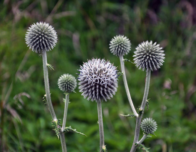 花序和茎 echinops ritro, 生长在野外