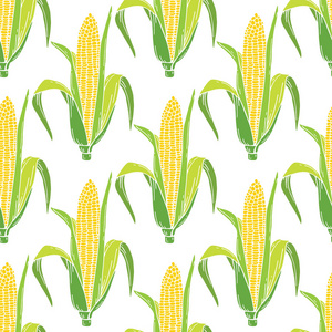 矢量图的玉米与无缝模式。植物纹样与玉米芯