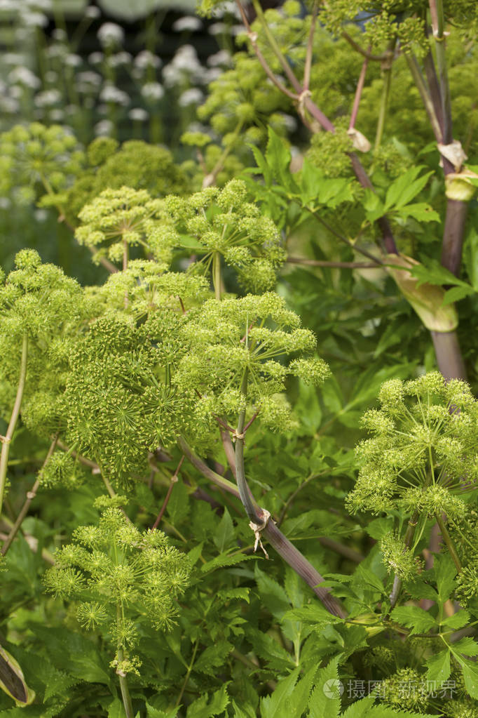 当归archangelica用于烹调当归油香薰锅pouri的植物