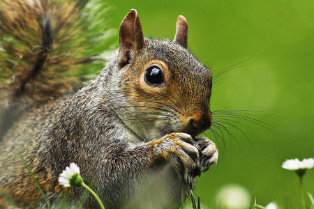 松鼠的脸灰松鼠脸的特写镜头照片