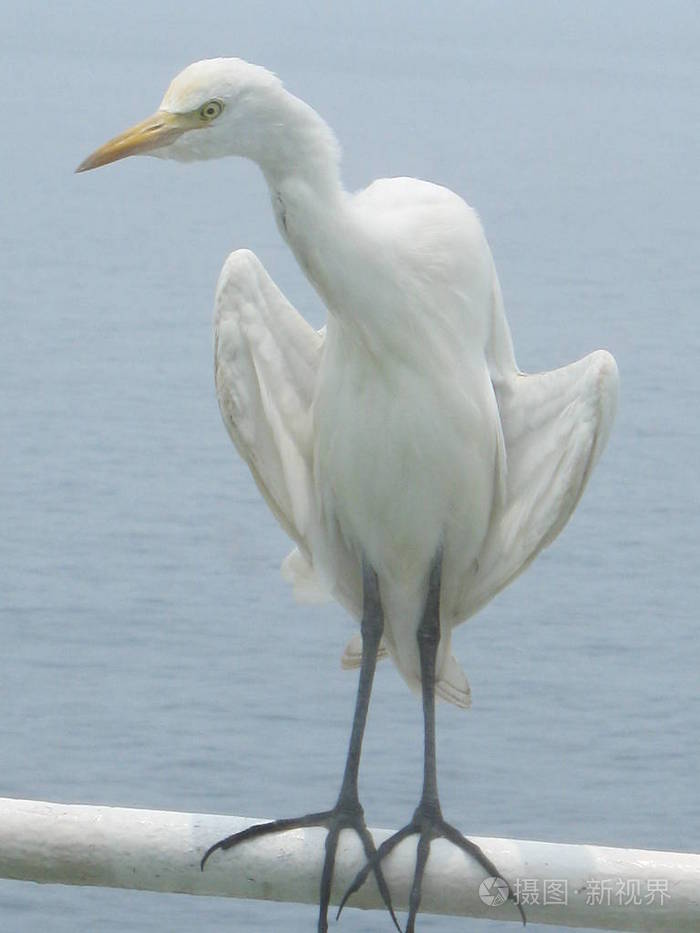 一只长喙和长腿的白鸟坐在一根白色的管子上对着水.