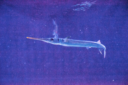 大西洋 needlefish Strongylura 码头是一种鱼经常发现在码头和其他盐水身体, 那里没有一个强大的电流