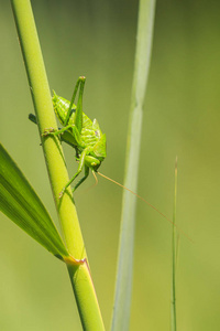 大型绿色灌木板球, Tettigonia 金钟的宏观特写