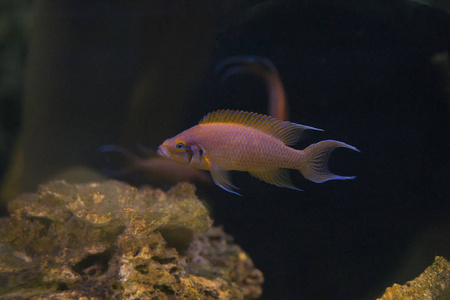 丽鱼热带美丽的鱼在水族馆里