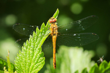 一个共同的镖 Sympetrum striolatum 与他的翅膀蔓延, 他是干燥他的翅膀在早期, 温暖的太阳光