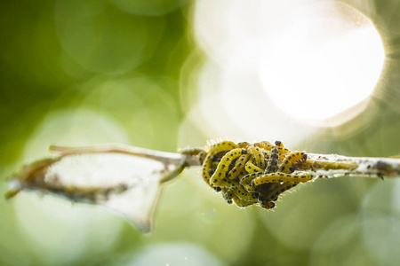 Yponomeutidae 家族或貂蛾的害虫幼虫的特写, 形成了围绕一棵树的公用网