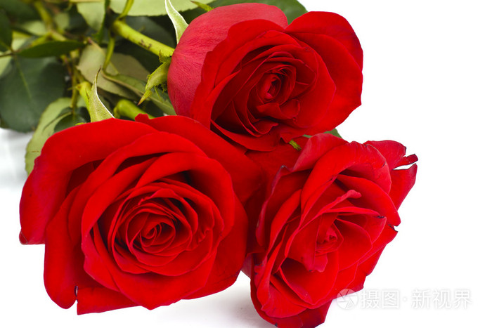 漂亮的红玫瑰花花型孤立在白色