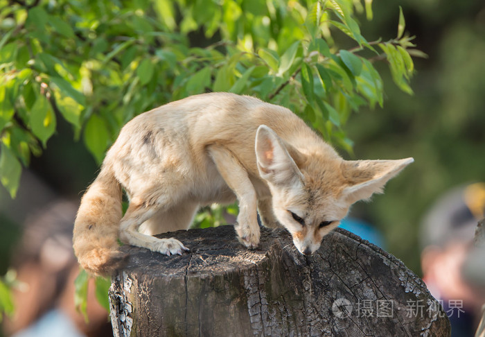 沙漠之狐大耳朵